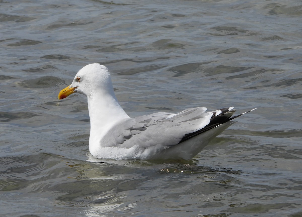 Goéland argenté - ML620670337