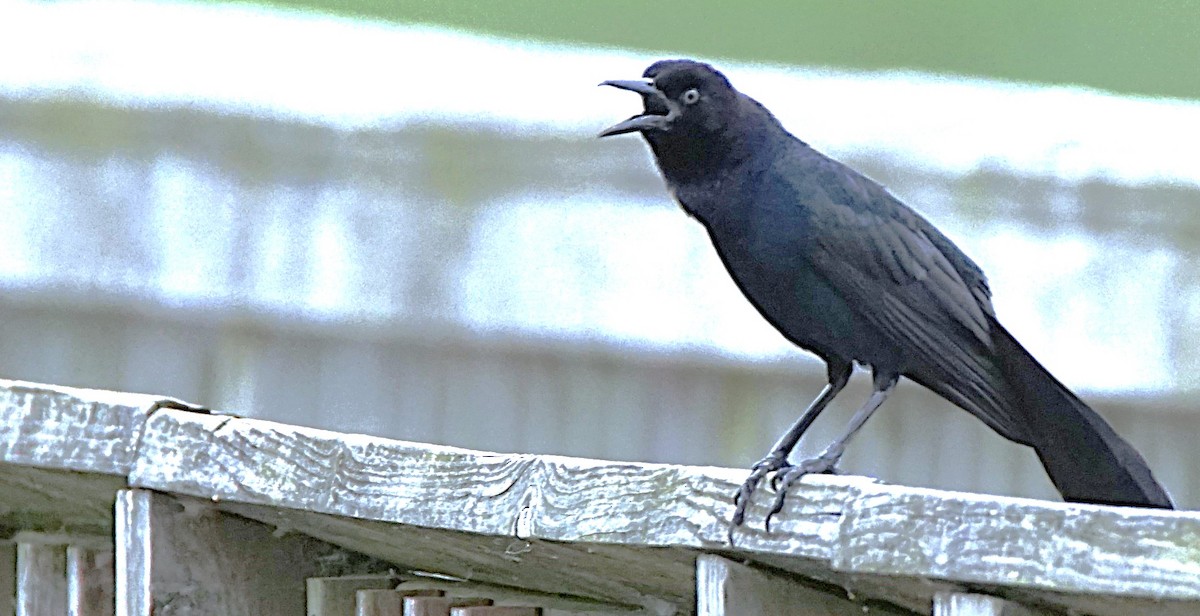 Boat-tailed Grackle - ML620670339
