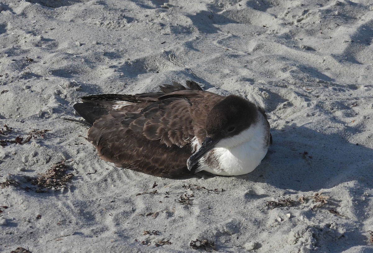 Great Shearwater - ML620670344