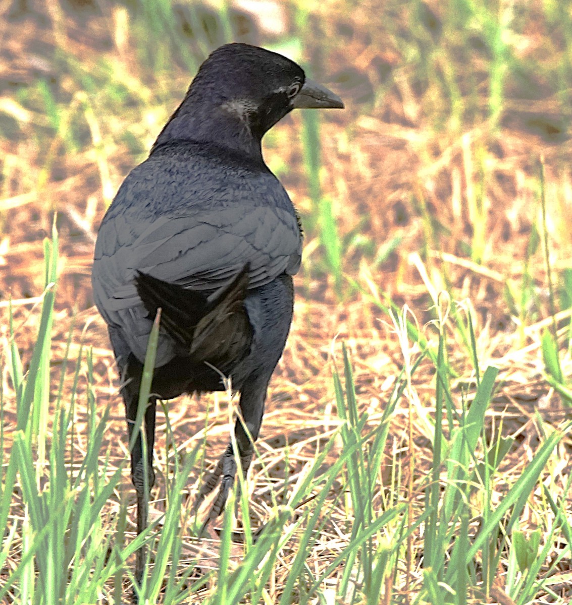 Boat-tailed Grackle - ML620670346