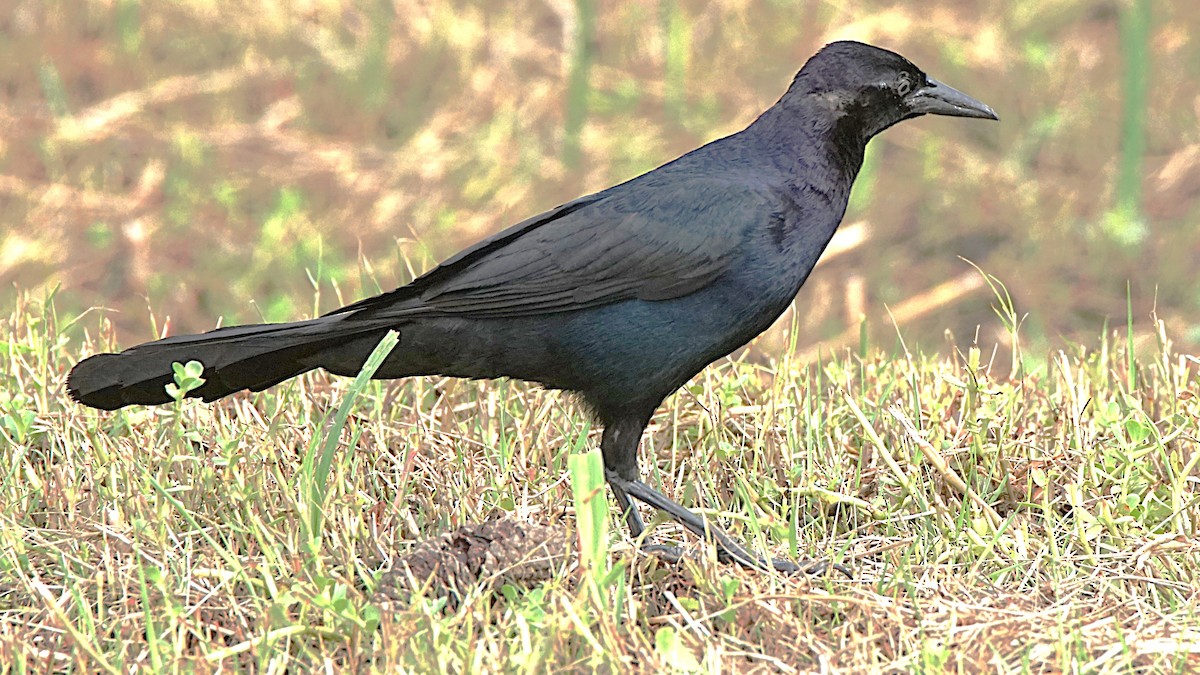 Boat-tailed Grackle - ML620670348