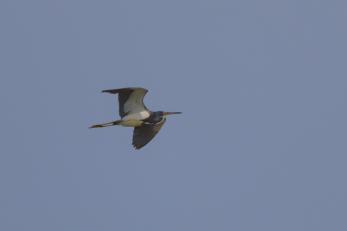 Tricolored Heron - ML620670352