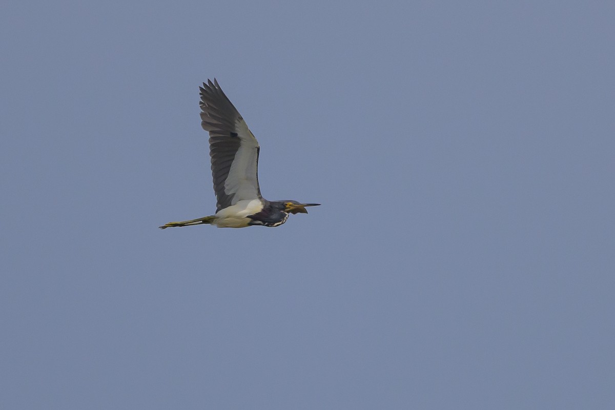 Tricolored Heron - ML620670353