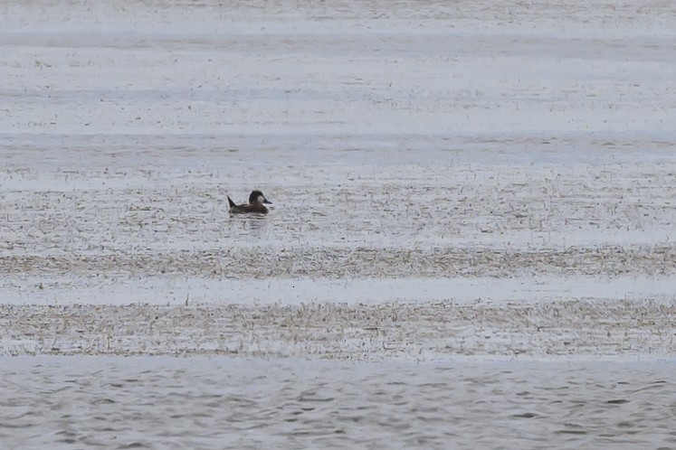 Ruddy Duck - ML620670363