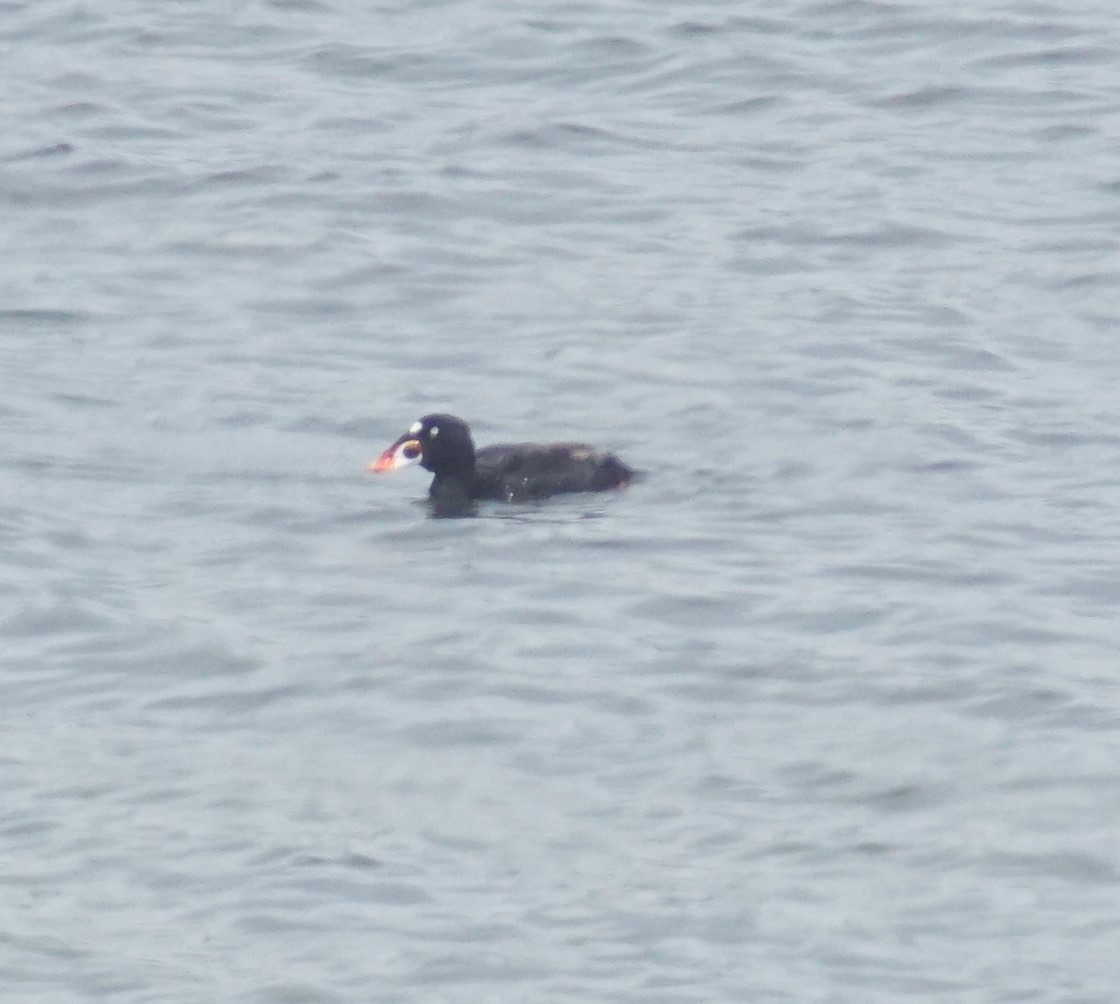 Surf Scoter - ML620670364