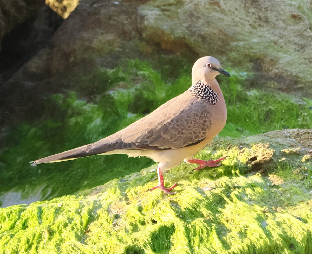 Spotted Dove - ML620670365