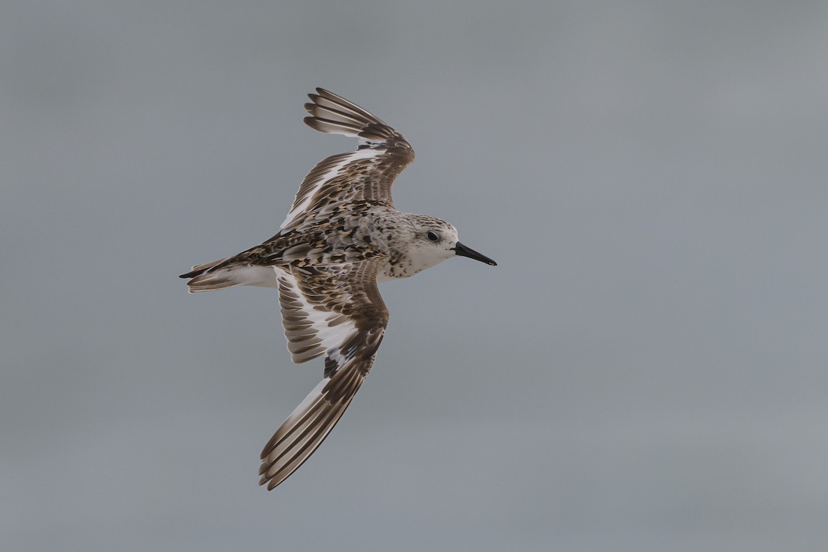 Bécasseau sanderling - ML620670377