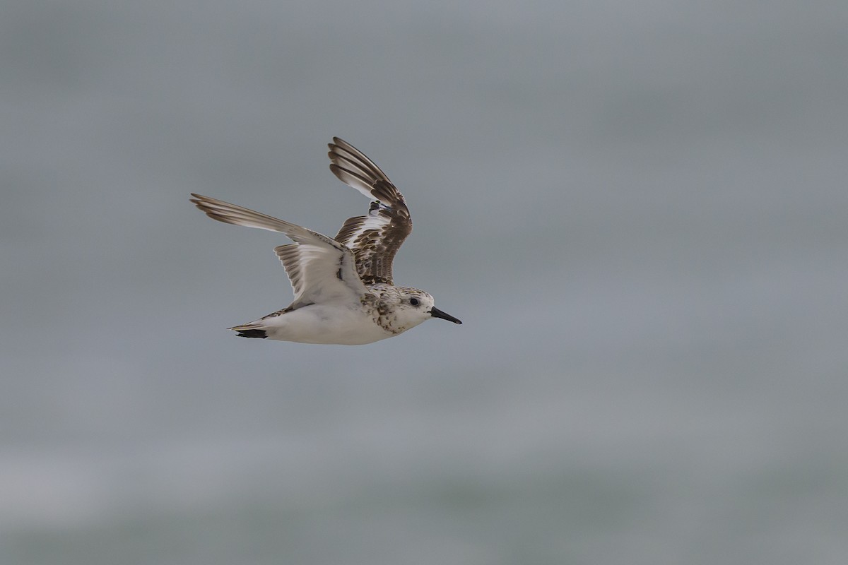 Bécasseau sanderling - ML620670379