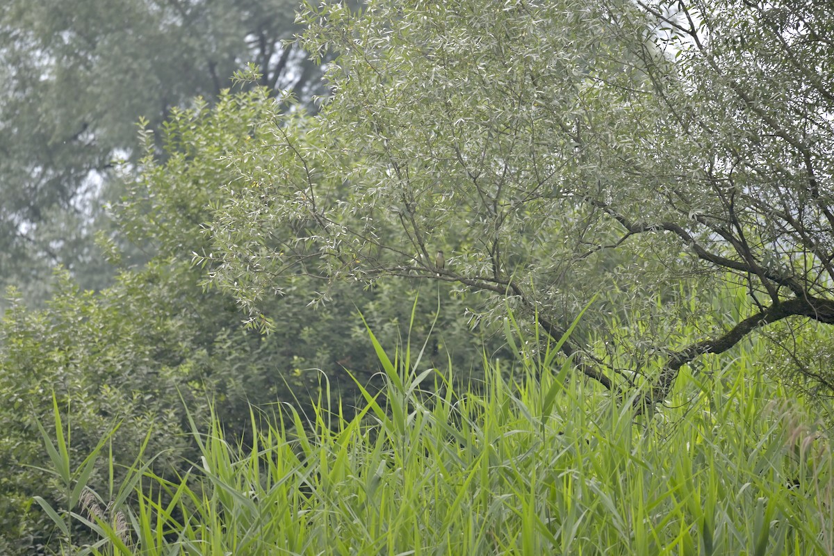 Great Reed Warbler - ML620670383