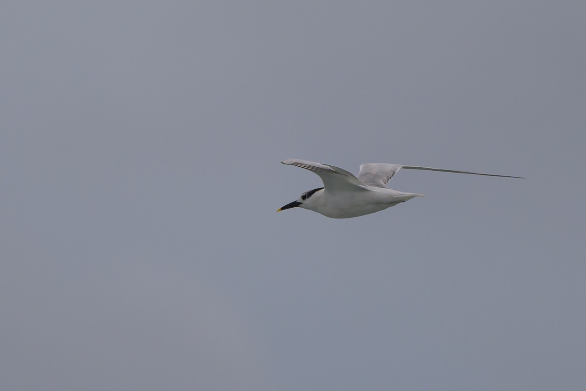 Sandwich Tern - ML620670384