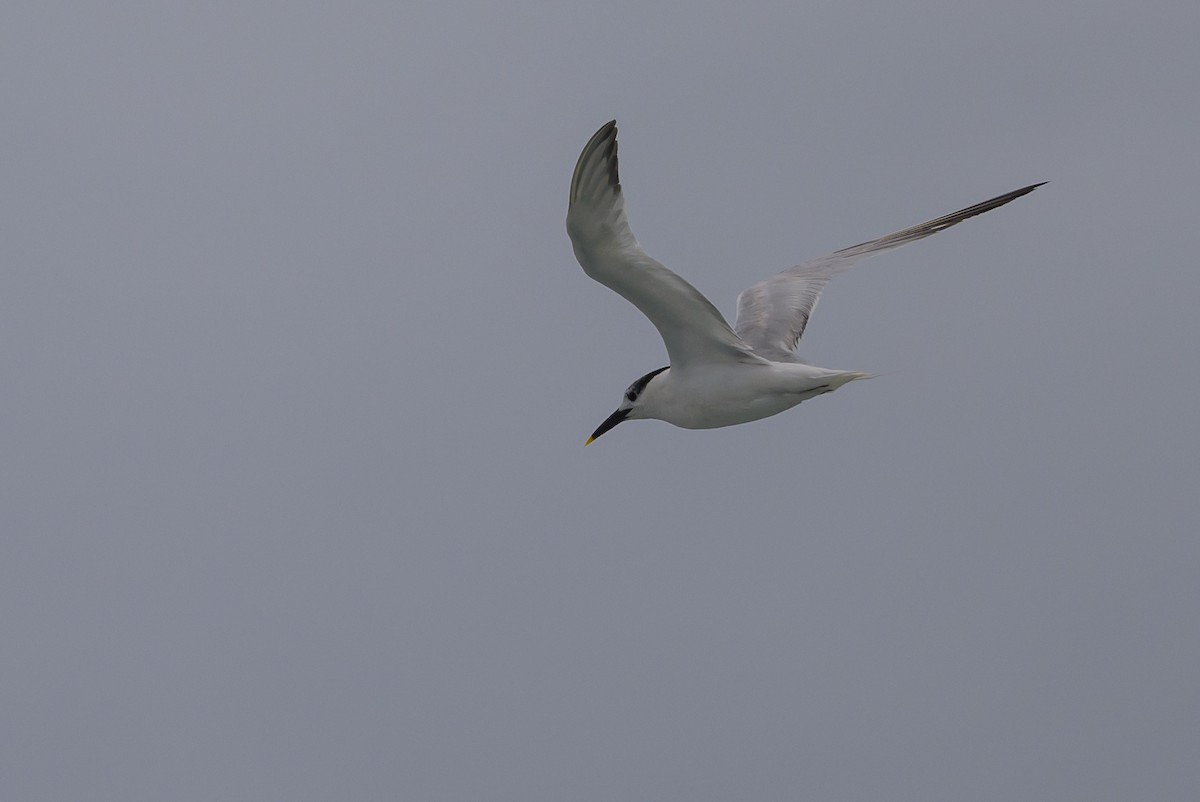 Sandwich Tern - Stephen Davies