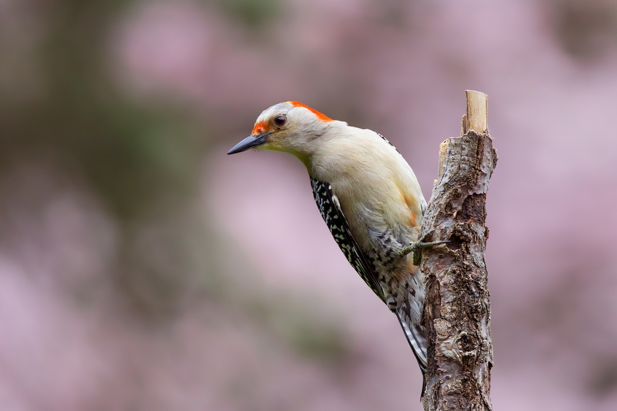 Red-bellied Woodpecker - ML620670386