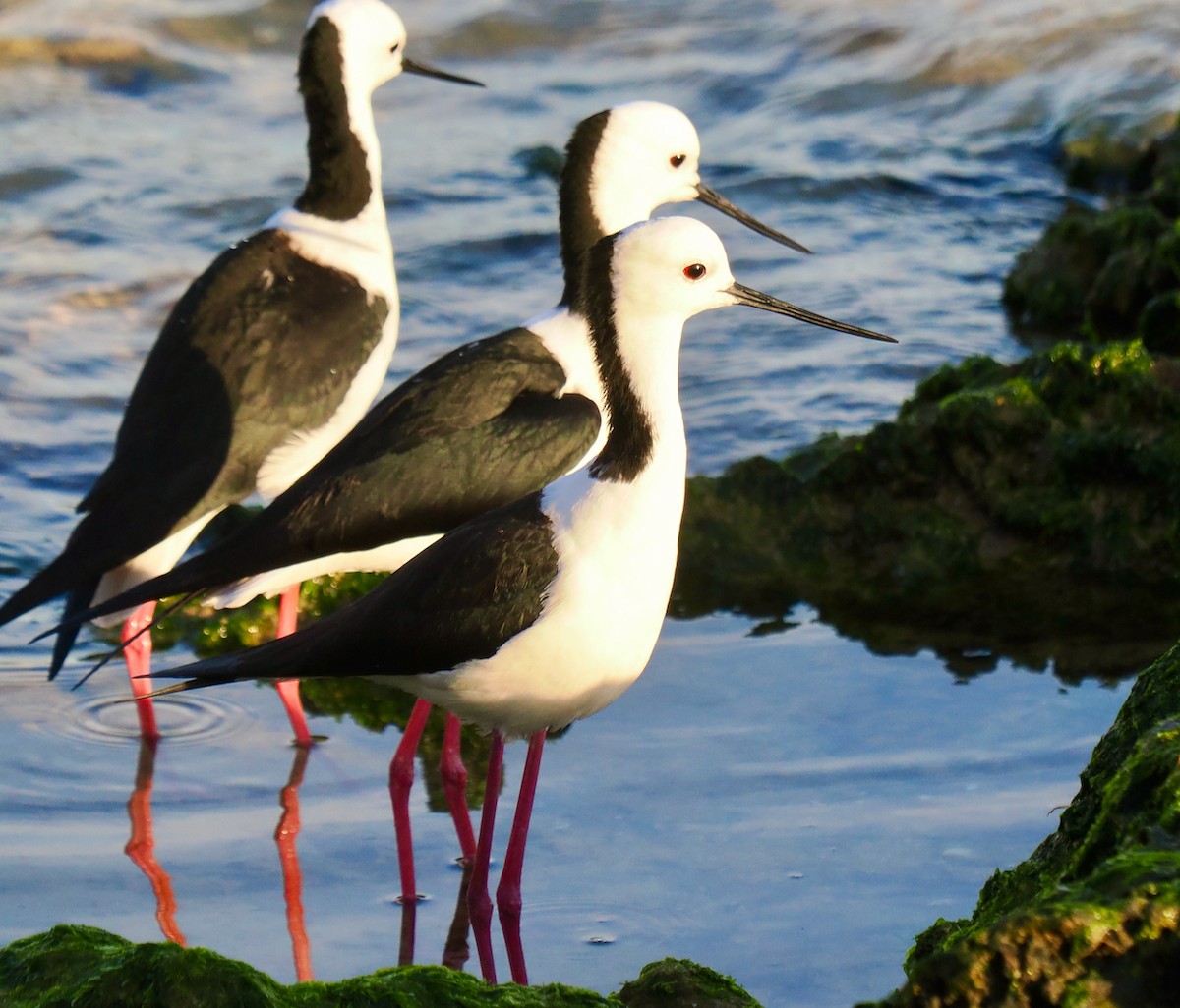 Pied Stilt - ML620670387