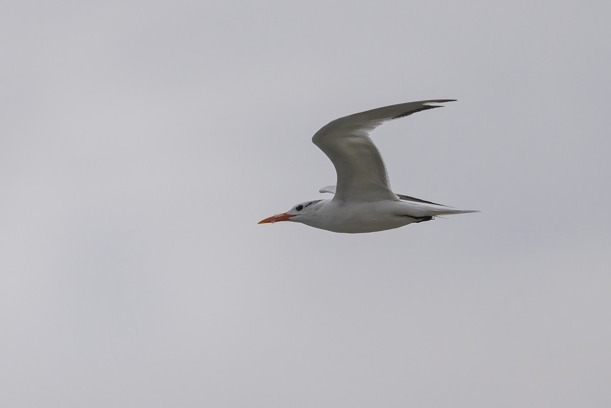 Royal Tern - ML620670388