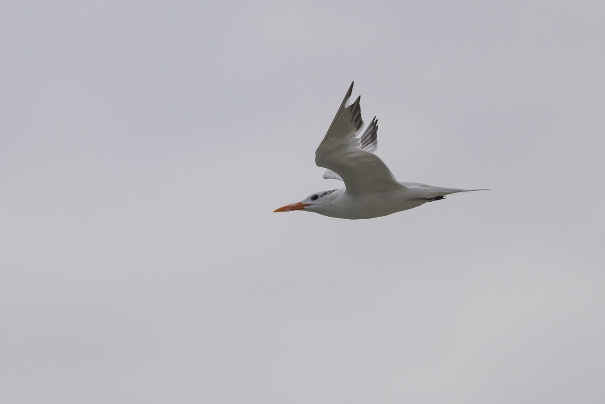 Royal Tern - ML620670389