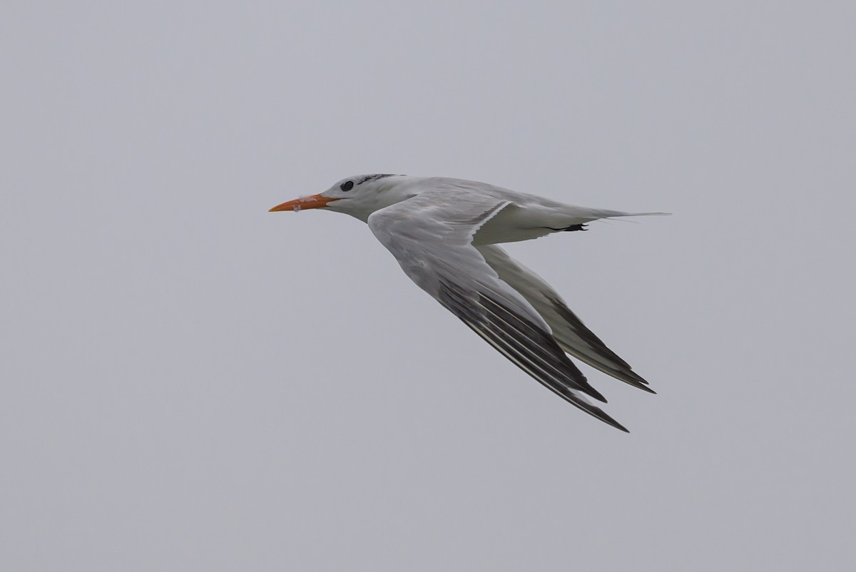 Royal Tern - ML620670391