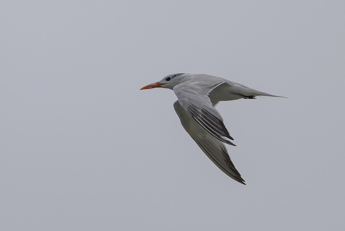 Royal Tern - ML620670392