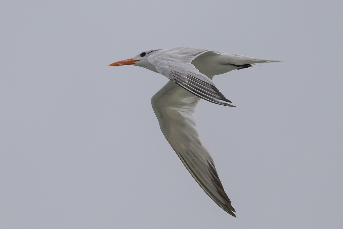 Royal Tern - ML620670393