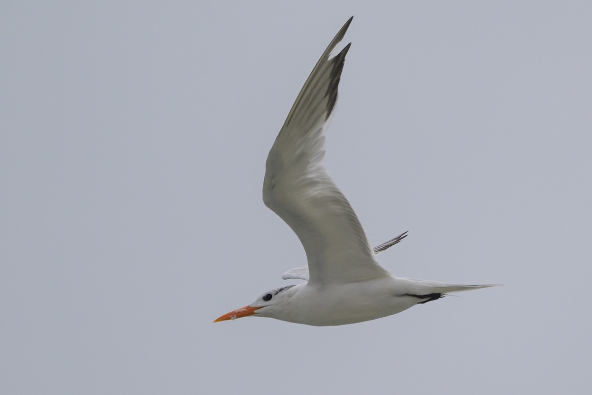 Royal Tern - ML620670394