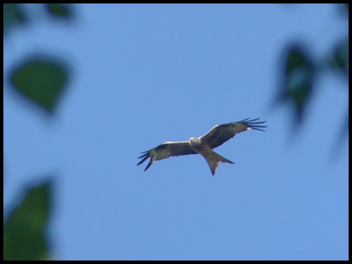 Red Kite - ML620670395