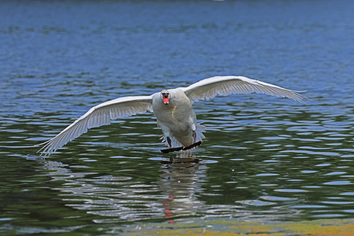 Mute Swan - ML620670398