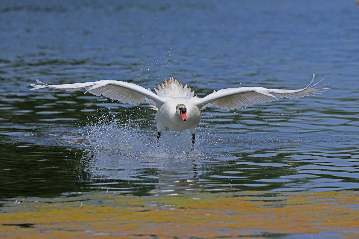 Cygne tuberculé - ML620670399