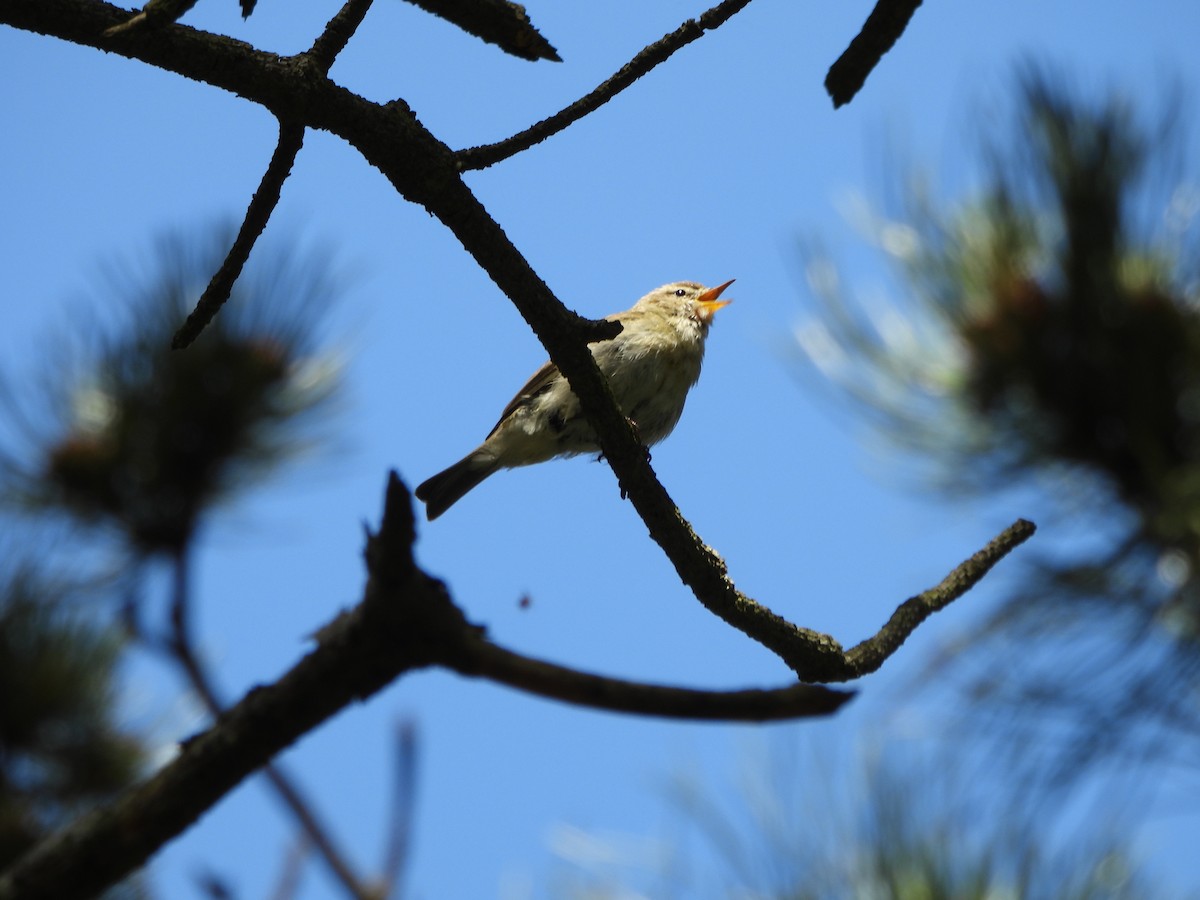 Mosquitero Común - ML620670400