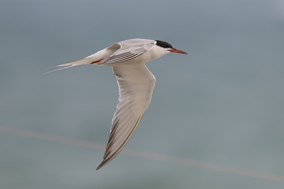 Common Tern - ML620670405