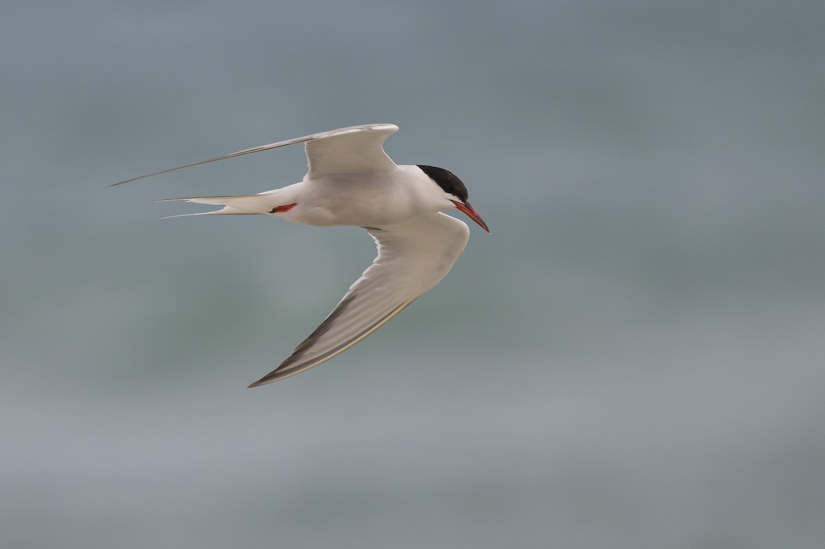 Common Tern - ML620670407