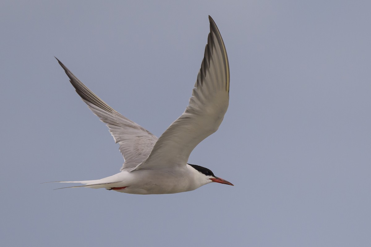 Common Tern - ML620670408