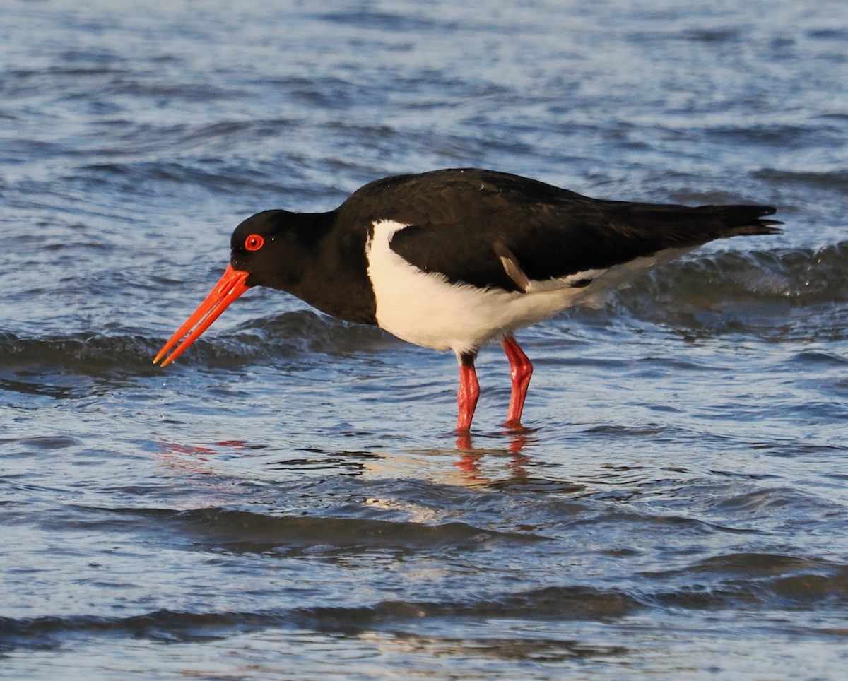 Pied Oystercatcher - ML620670410