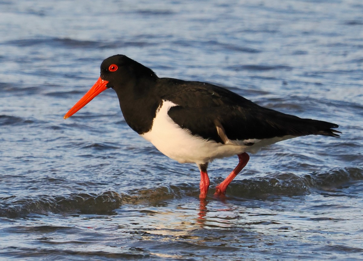 Pied Oystercatcher - ML620670412