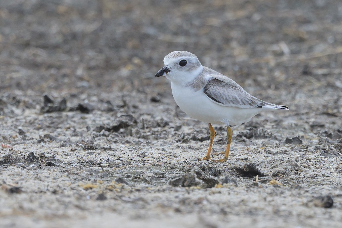 Piping Plover - ML620670414