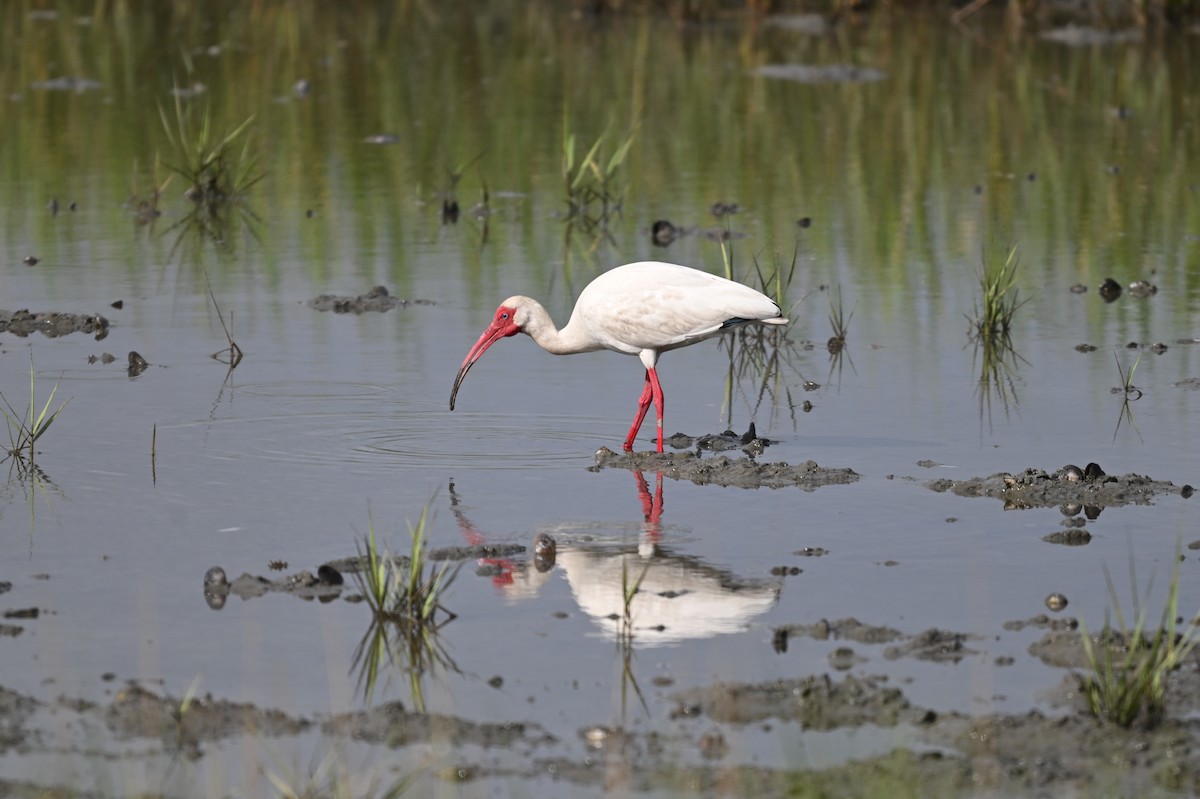 White Ibis - ML620670415