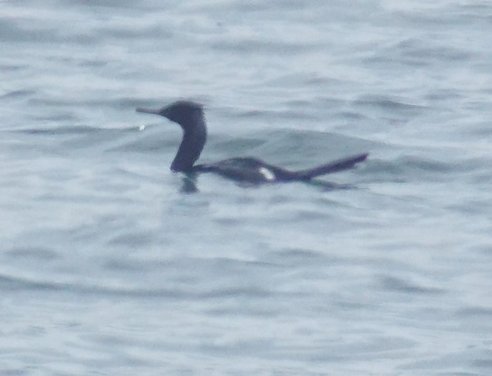 Pelagic Cormorant - ML620670417