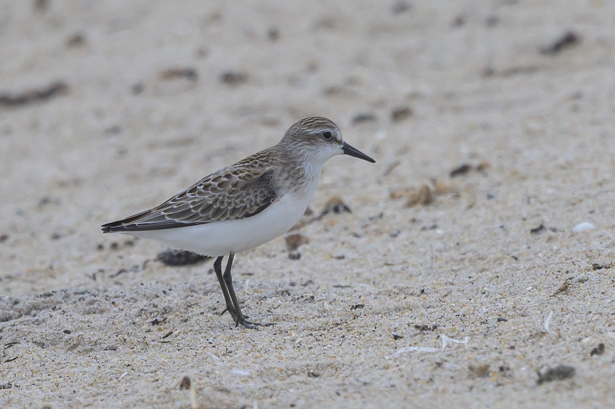 Semipalmated Sandpiper - ML620670421