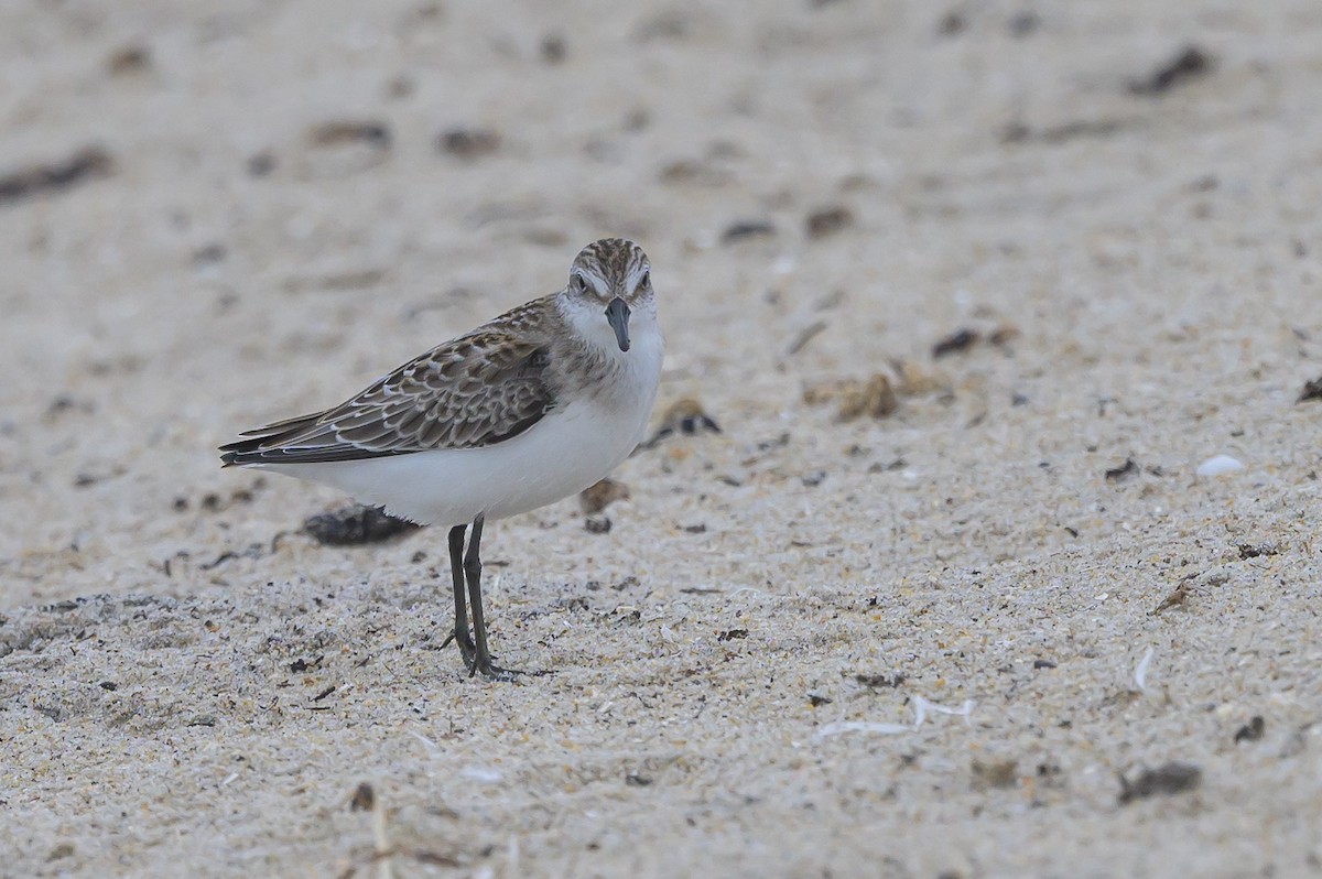 Semipalmated Sandpiper - ML620670424