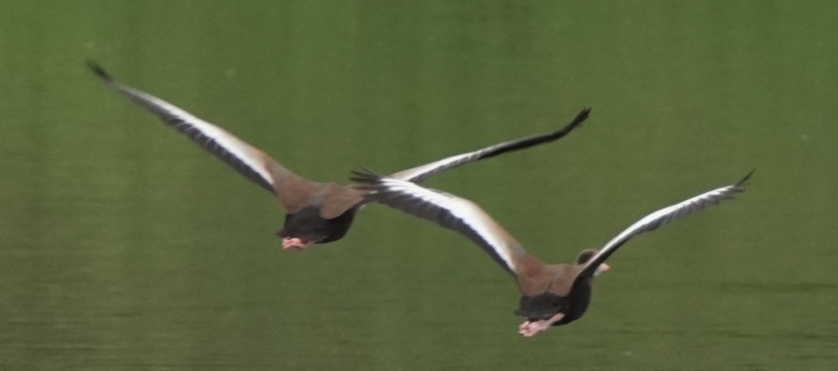 Black-bellied Whistling-Duck - Curtis Makamson