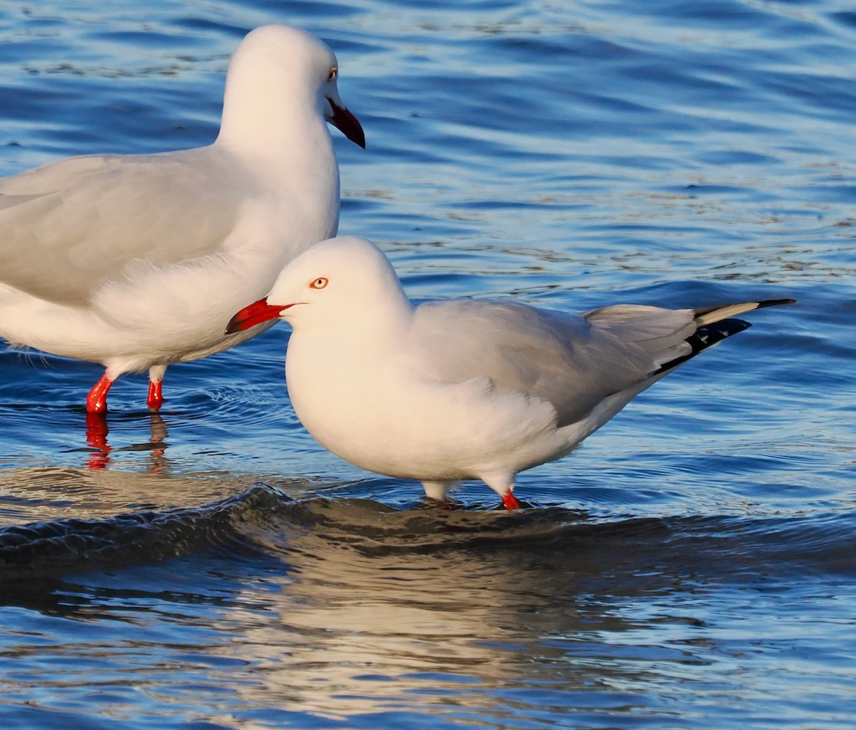 Gaviota Plateada - ML620670427