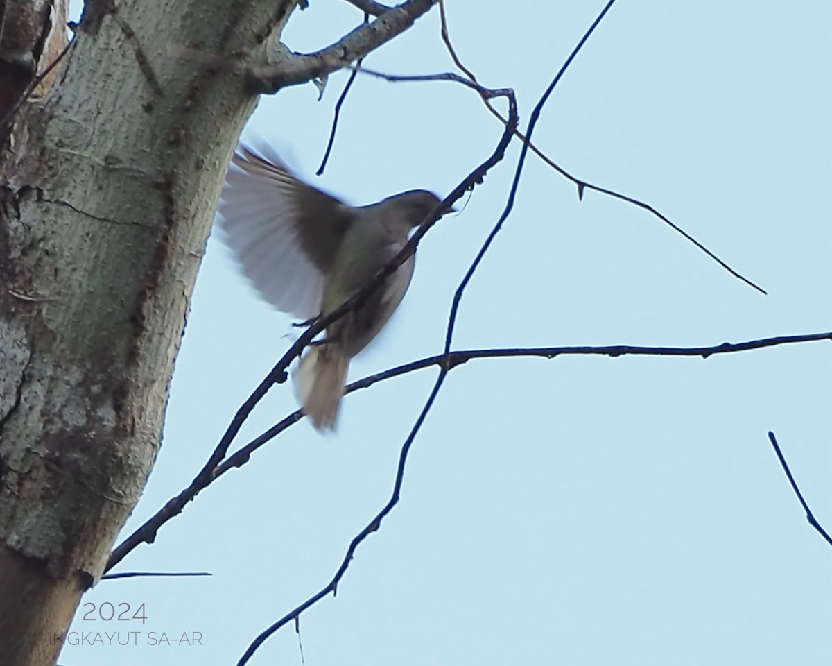 Malaysian Honeyguide - ML620670428