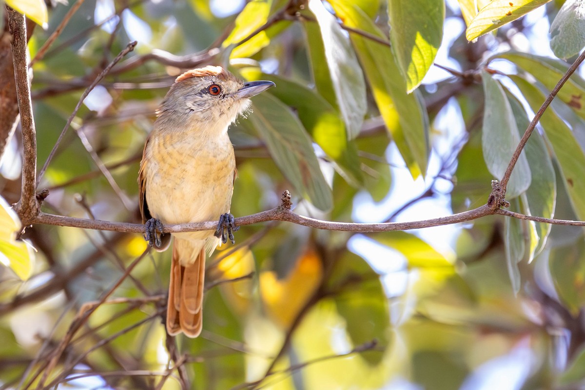 Rufous-winged Antshrike - ML620670430