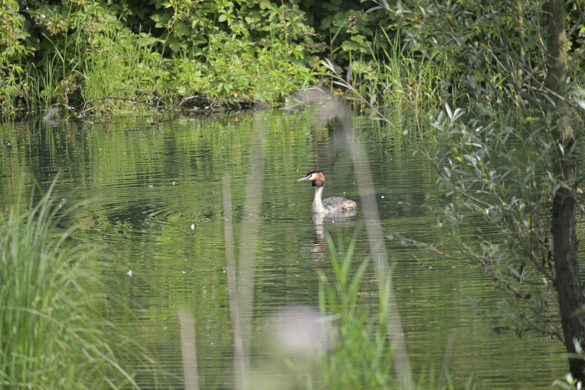 Great Crested Grebe - ML620670431