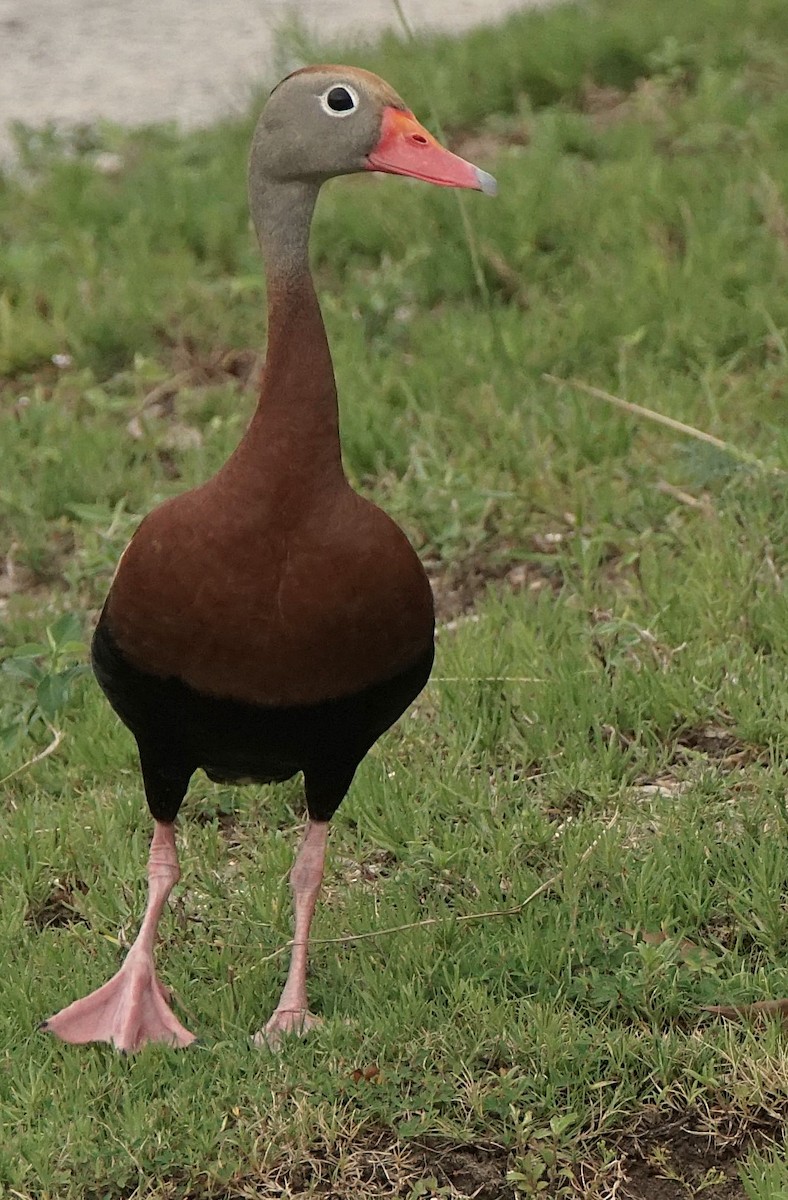 Dendrocygne à ventre noir - ML620670433