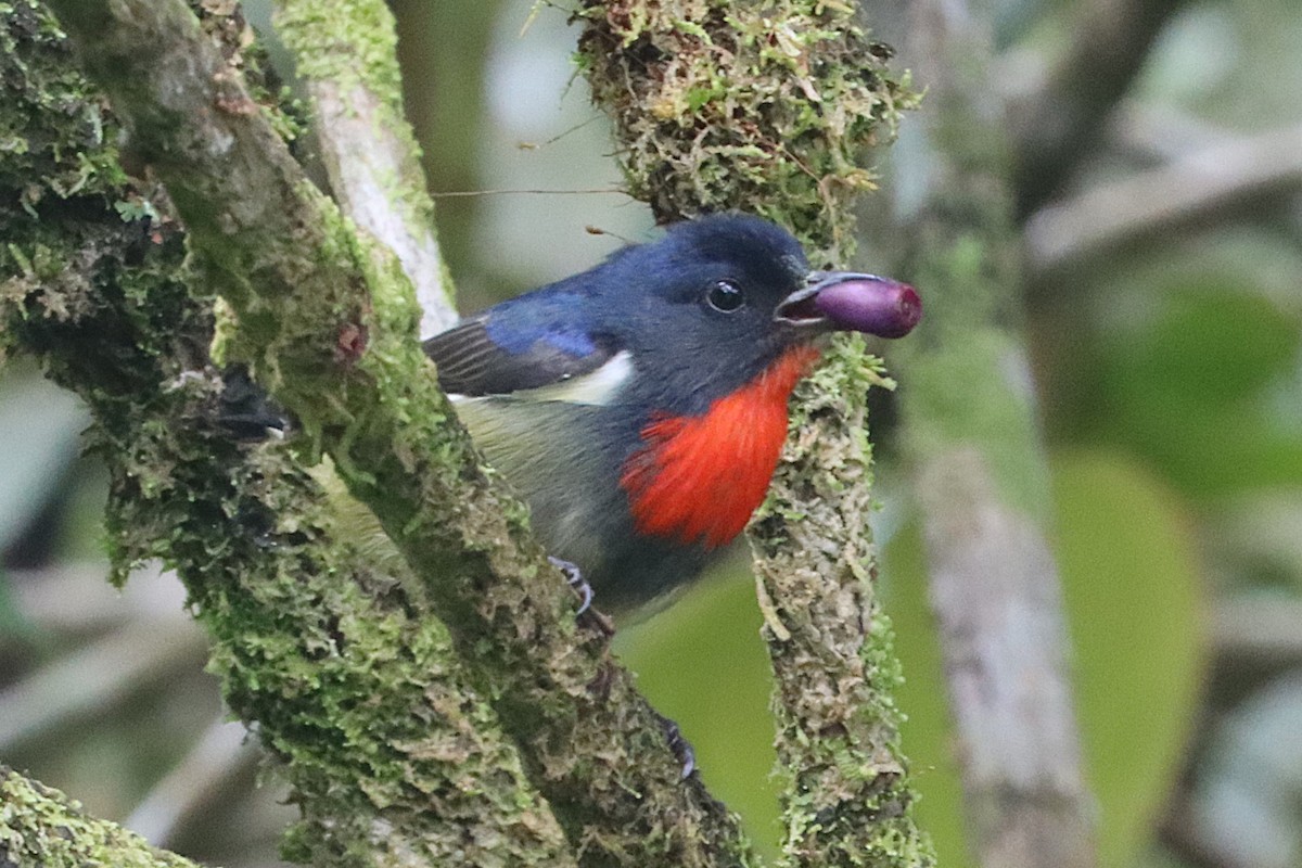 Black-sided Flowerpecker - ML620670434