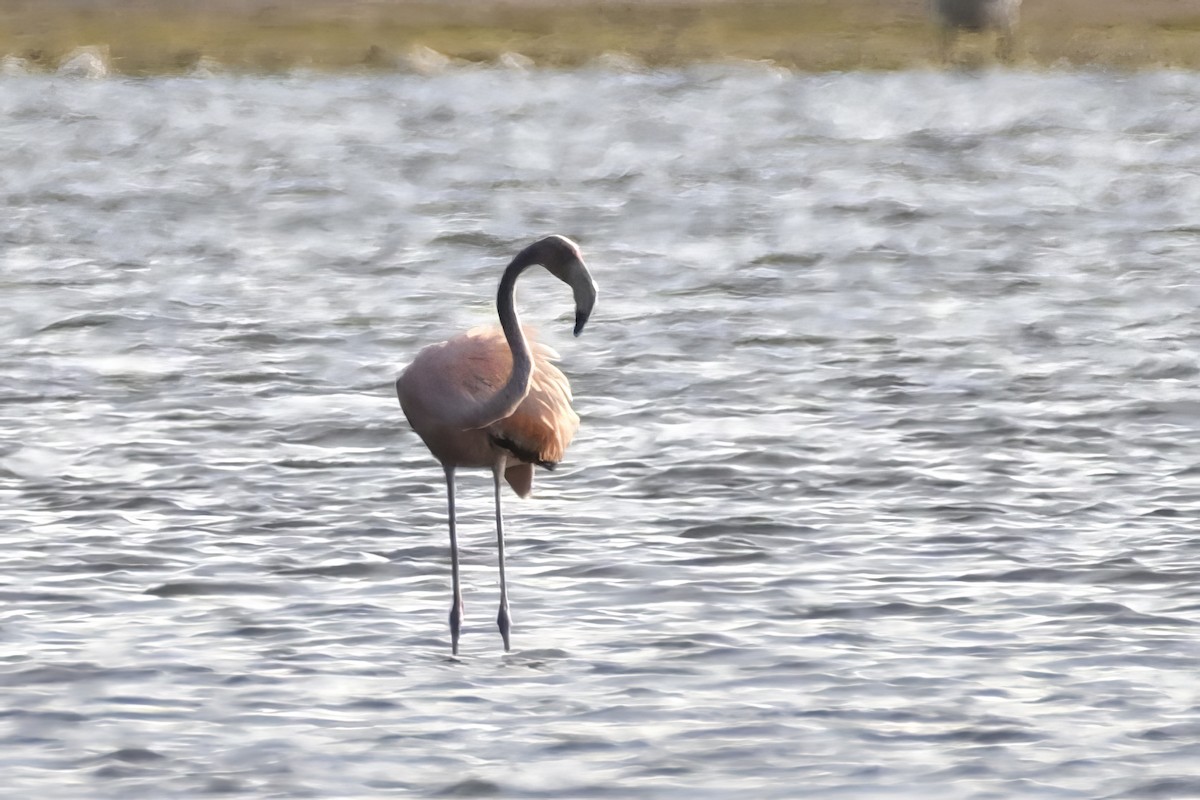 American Flamingo - Alan Bloom