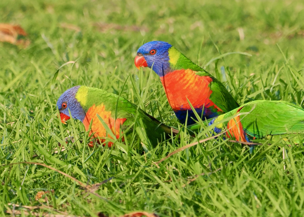 Rainbow Lorikeet - ML620670443