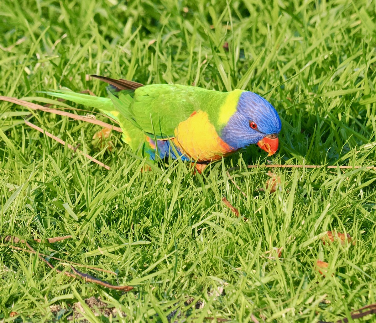 Rainbow Lorikeet - ML620670444