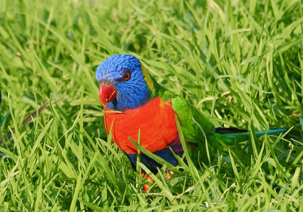 Rainbow x Red-collared Lorikeet (hybrid) - ML620670446