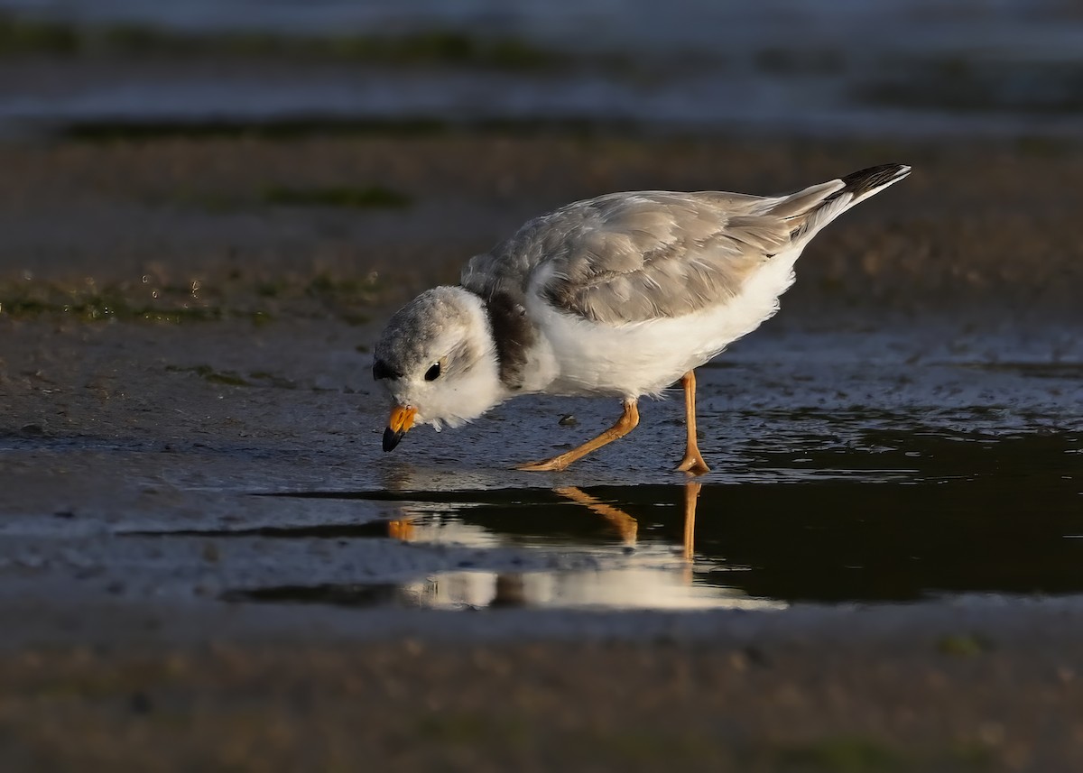 Piping Plover - ML620670447