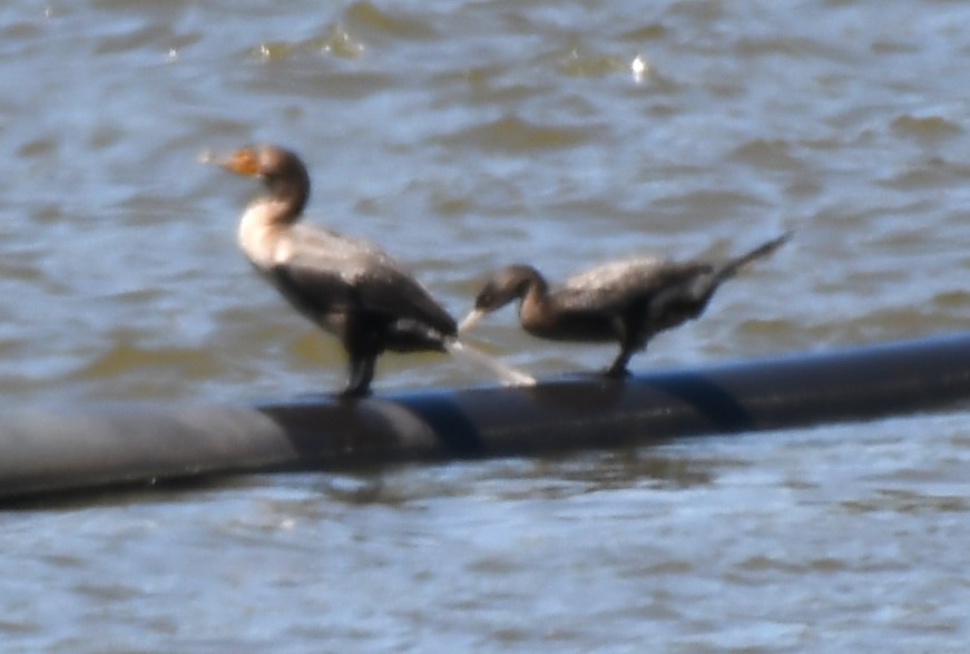 Neotropic Cormorant - ML620670450